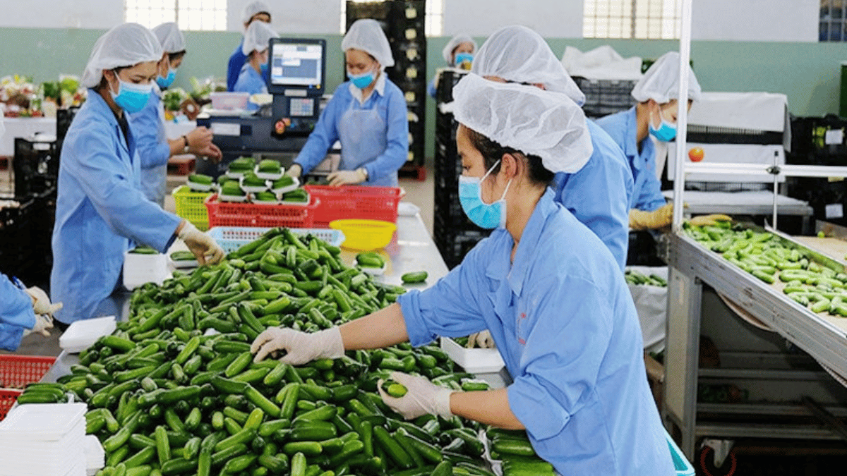 Quốc hội “gỡ” nút thắt thuế VAT: Doanh nghiệp nông sản “thở phào”