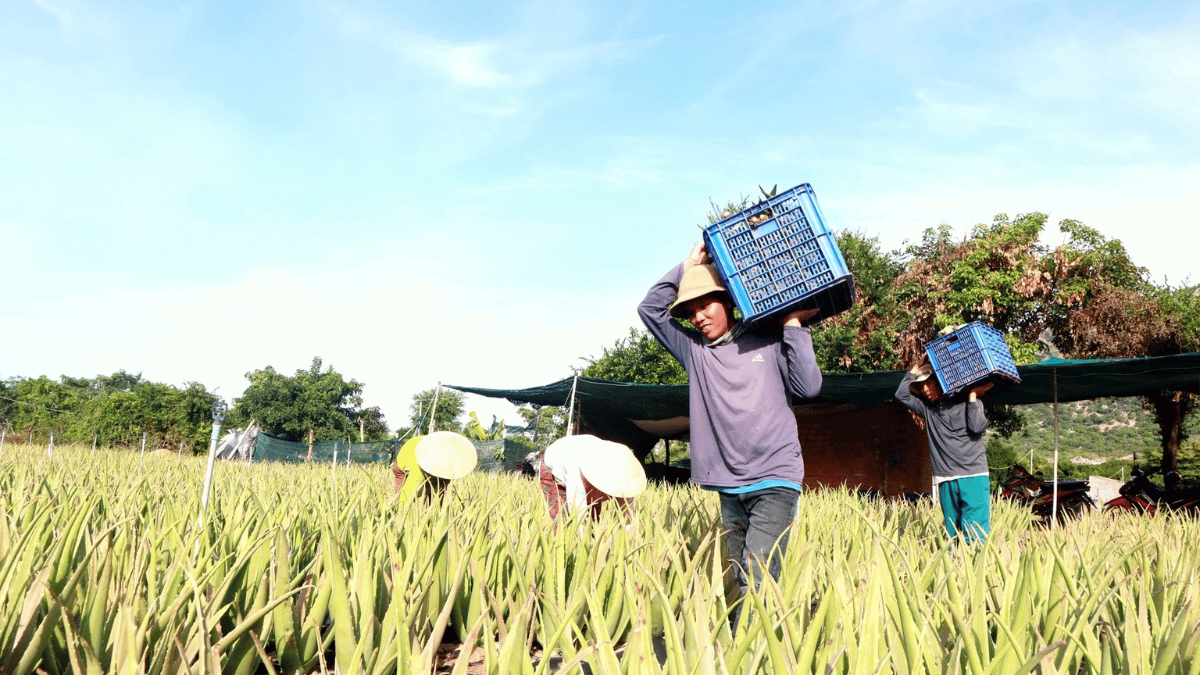 Khởi nghiệp xanh vượt bão: Bài học từ ông chủ GC Food